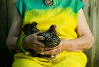 Disabled and Keeping Chickens